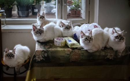 Identical Sextuplets - Identical, White, Six, Cats