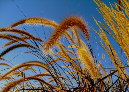 Tall grass plant - fluffy, colorful, autumn, garden, grass, sky