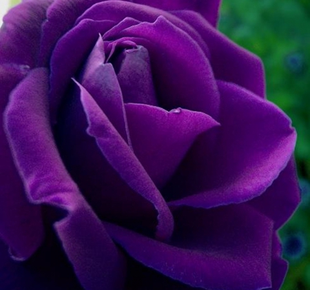 purple rose - flowers, nature, purple, rose, beauty