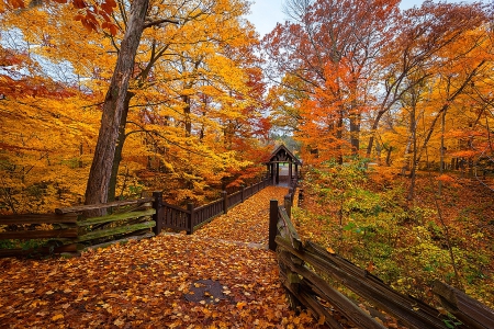 Colorful season - Autumn - beautiful, splendor, photo, leaves, fall, colorful, season, autumn, color, peaceful, foliage, park