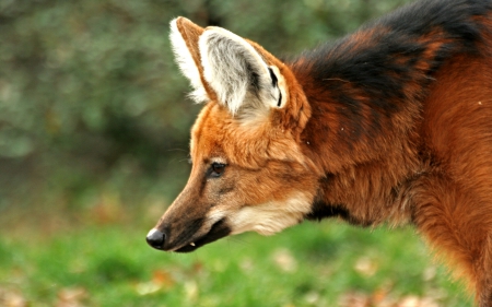 Fox - ear, animal, forest, Fox