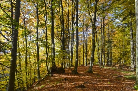 Fall forest - forest, beauty, colours, leaves, autumn