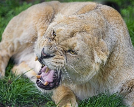 angry cat - cub, female, lion, eyes, art, big cats, rock, desktop, sister, predator, cat, profile, summer, wallpaper, jaguar, angry cat, snow, animal, feet