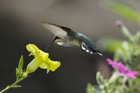 Colibri - animal, colibri, jungle, bird