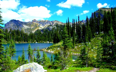 MOUNT REVELSTROKE - Nature, Parks, Canada, Mountain, Spruce, Forest, Mount Revelstoke