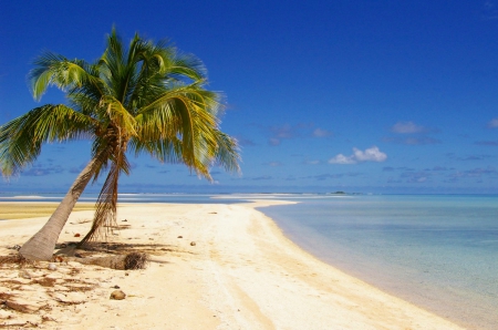 PARADISE LOST - french polynesia, ocean, trees, atoll, sand, palm