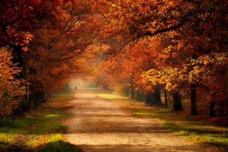 Autumn - autumn colors, splendor, road, forest, fall, path, nature, autumn, autumn splendor, woods