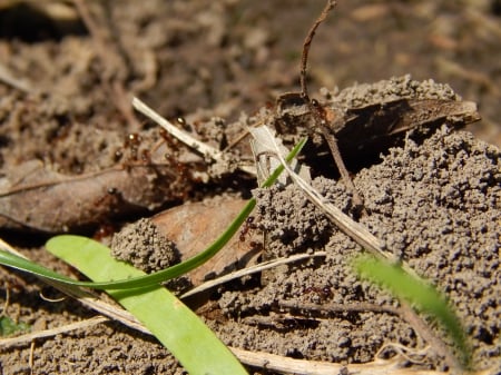 Fire Ants - nature, bugs, ants, insects, animals