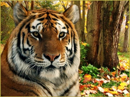 tiger - tiger, big cat, animals, autumn