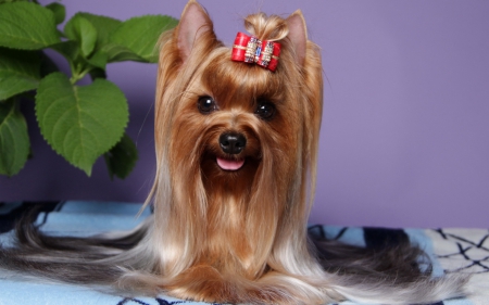 *** Yorkshire terrier *** - animal, animals, dogs, yorkshire, terrier, dog