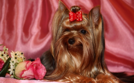 *** Yorkshire terrier *** - dogs, animals animal, yorkshire, terrier, dog