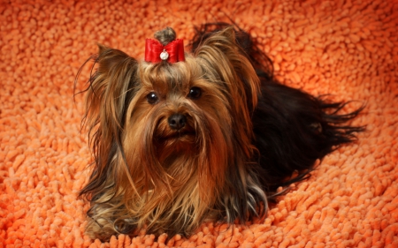 *** Yorkshire terrier *** - aimals, animal, dogs, yorkshire, terrier, dog