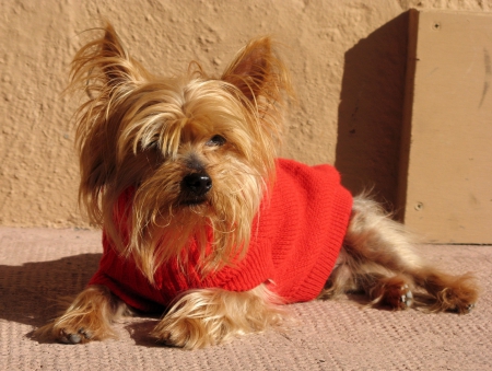 *** Yorkshire terrier *** - animal, animals, dogs, yorkshire, terrier, dog