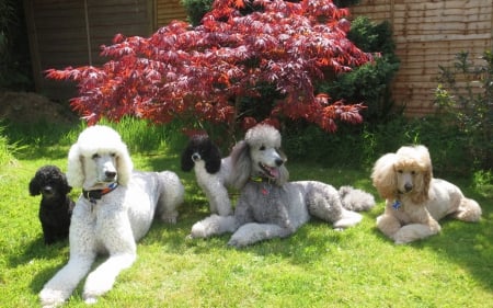 *** Poodle *** - poodle, animal, animals, dogs, dog