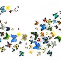 Butterflies