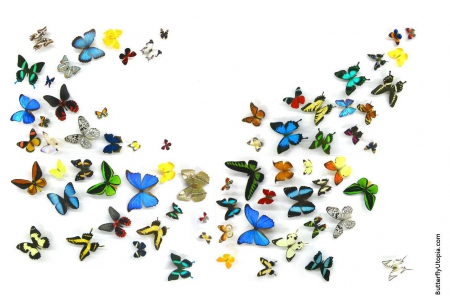 Butterflies - colourful, butterfly, nature, abstract