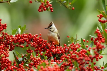 *** Bird *** - bird, birds, animal, animals