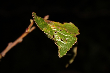 Single Leaf in the dark - wallpaper, green leaf, leaf, photography, nature, night