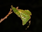 Single Leaf in the dark