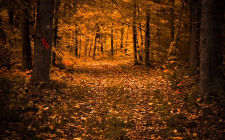 Autumn Forest - trees, light, leaves, colors, path