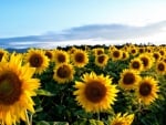 Sunflower Field!