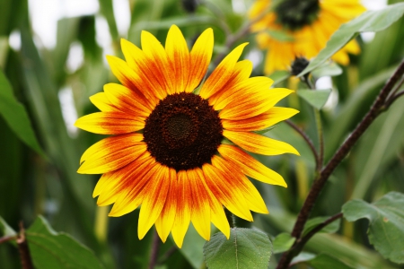 Sunflower! - sunflower, nature, flowers, yellow