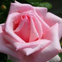 Tender pink rose with water drops