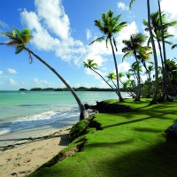 Coastal Palm trees