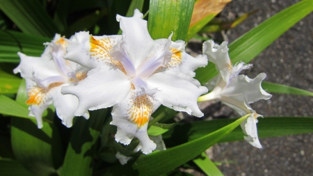 Lovely orchid - white, mountain, orchid, lovely, flower