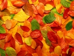 Autumn leaves