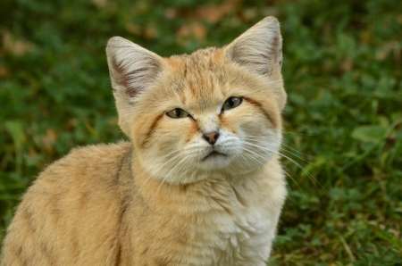 Cat - sleeping, beauty, cat face, hat, animals, sleepy, paws, face, pretty, cute, cat, kitty, lovely, kitten, cats, beautiful, sweet