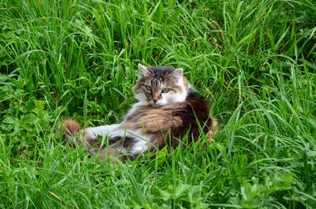 Cat - sleepy, cute, beautiful, cat, sleeping, kitty, cats, hat, cat face, paws, face, animals, pretty, beauty, sweet, kitten, lovely