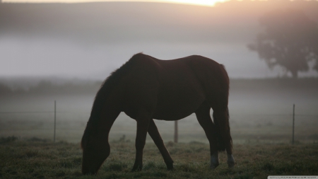 Horse in the mist - HD, morning, horse, fall, nature, autumn, mist, sun, animals, wallpaper