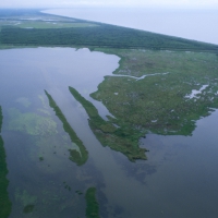 Louisiana Wetlands