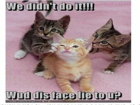 we didnt do it - Cats & Animals Background Wallpapers on Desktop Nexus ...