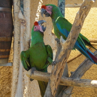 green parrots