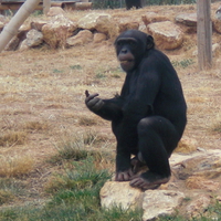 Hungry chimpanzee