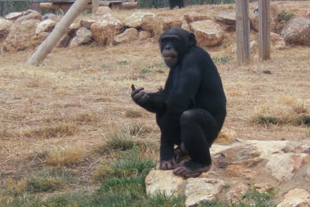 Hungry chimpanzee - zoo, chimp, gorilla