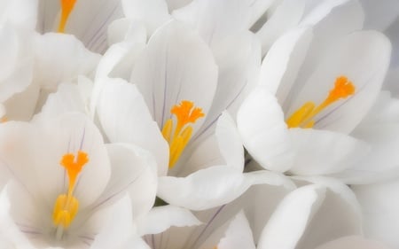 White Crocus - flowers, stamen, white, petals