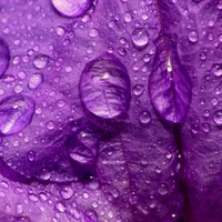 Water Drops on a Flower