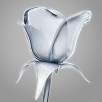 GLASSIFIED ROSE