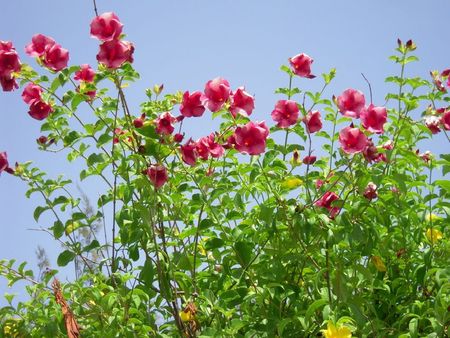 Purple Flowers - flowers, purple