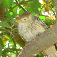 My orange beak and eyes