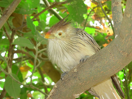 My orange beak and eyes - wild, close-up, green, orange, tree, bird