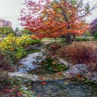 Autumn trees and running water