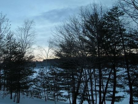 Perspective - perspective, trees