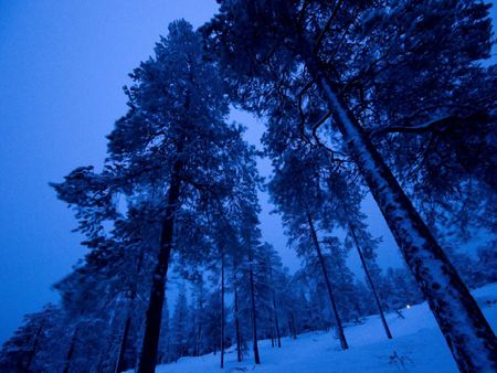 El fro bosque - trees, snow