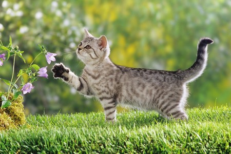 Cat - animal, grass, cat, flower