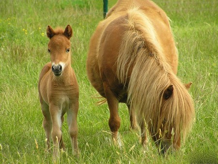 BELGIAN  DRAFT HORSES - horses, belgian