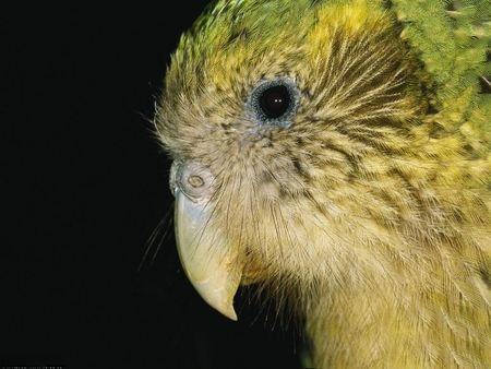 PARROT CLOSE-UP - close-up, parrot